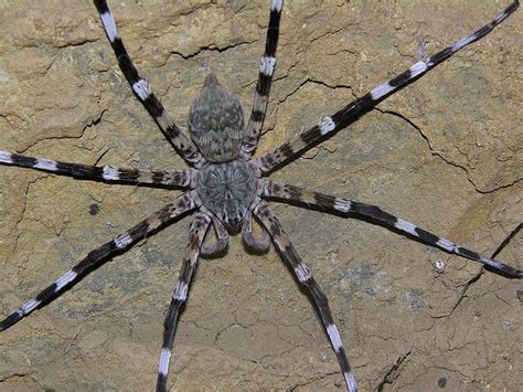 Huge tsingy cave spider (Viridasius cf fasciatus, Ctenidae), Ankarana Special Reserve ...