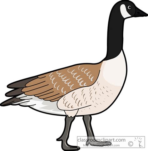 Canada goose clipart 20 free Cliparts | Download images on Clipground 2024