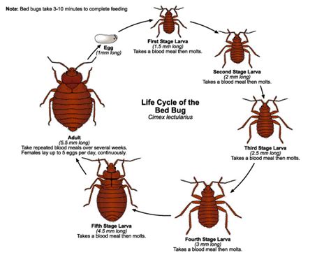 Bed Bug Treatment - Big River Pest Control - 800-533-0226