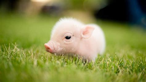 Piggy Cute Wallpapers - Wallpaper Cave