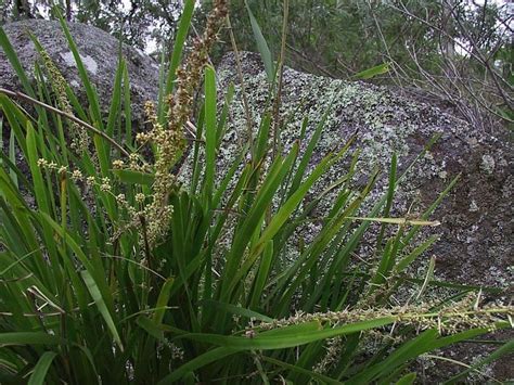 Lomandra longifolia – Bournda Environmental Education Centre