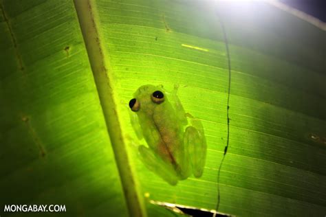 Microhabitats could buffer some rainforest animals against climate change