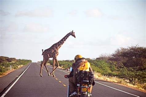 Human-Giraffe Conflict – Somali Giraffe Project