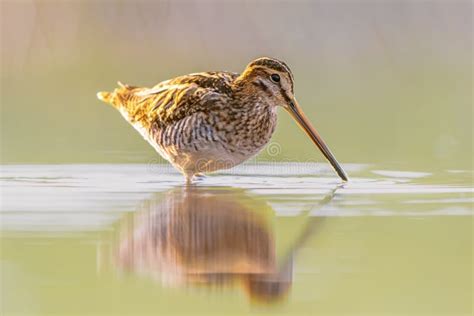 Common Snipe Wader Bird in Habitat Background Stock Image - Image of ...