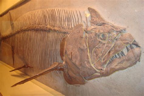 This prehistoric shark fossil is exhibited at the University of Kansas Natural History Museum ...