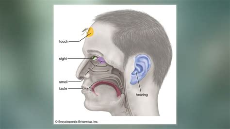 Vomeronasal Organ - YouTube