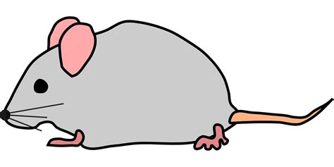 Mice Mouse Rat · Free vector graphic on Pixabay