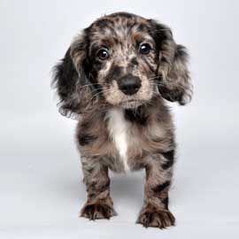 45+ Dachshund Cocker Spaniel Mix Puppies For Sale Uk - l2sanpiero