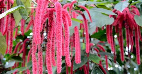 Chenille Plant Care: Growing The Red Hot Cat Tails Acalphya Plant