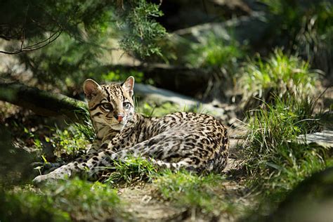 The Conversation: Endangered Ocelots and Their Genetic Diversity May ...