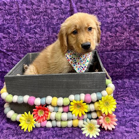 Golden Retriever Puppies For Sale - Petland Fort Walton Beach, Florida