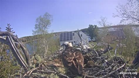 Osprey Nest Branch View Snapshot taken by Jan the Animal Fan- MO ...