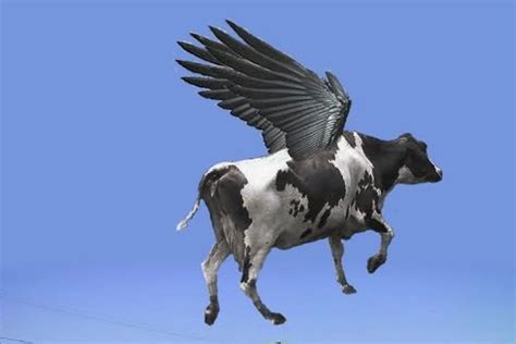 Cows with wings spotted hovering over Bank of America Stadium - Cat ...