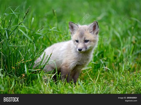 Close Silver Fox Cub Image & Photo (Free Trial) | Bigstock