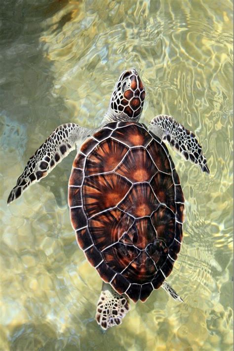 103 best Tortuga Carey images on Pinterest | Sea turtles, Turtles and Amphibians