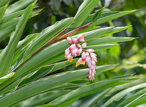 Alpinia zerumbet - Monaco Nature Encyclopedia