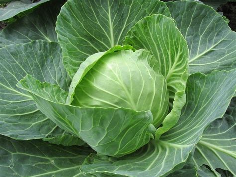 17 Cabbage Varieties (The Different Varieties of Cabbage) - ChowTray