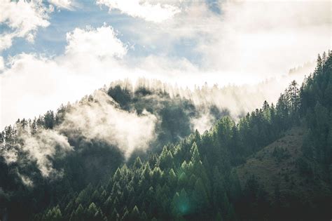 Beautiful Morning Mountain Forest Scenery Free Stock Photo | picjumbo