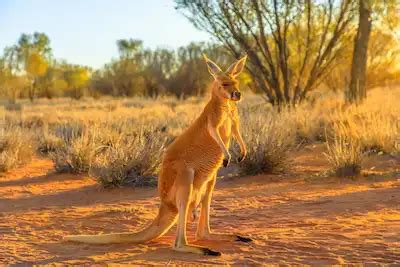 Red Kangaroo: All Facts - Lucky Kangaroos