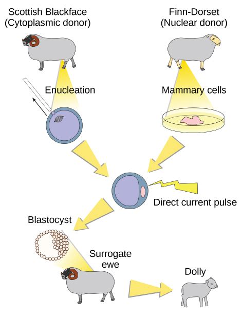 17.1D: Reproductive Cloning - Biology LibreTexts