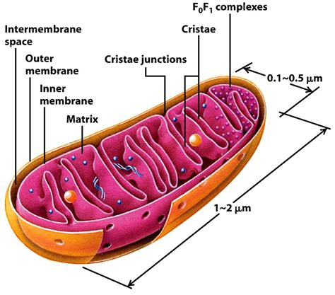 Mitochondrion Diagram