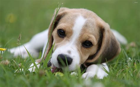 Beagle puppy [2] wallpaper - Animal wallpapers - #21619