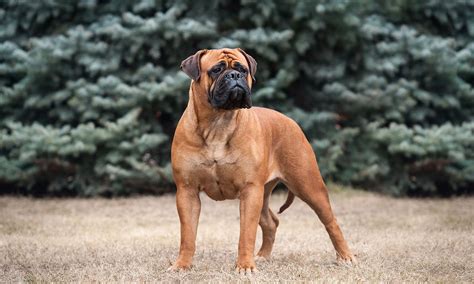 Bullmastiff Breed: Characteristics, Care & Photos | BeChewy