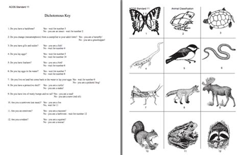 Dichotomous Key Worksheets For Middle School | Dichotomous key, Life science activities, Middle ...