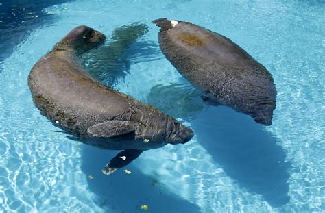 U.S. wildlife officials decide on manatee status - CBS News