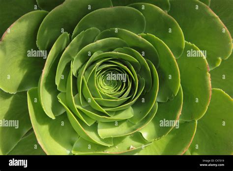 Aeonium Canariense Stock Photo - Alamy