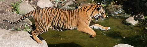 Tiger Habitat and Distribution