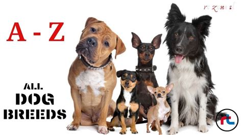 ALL DOG BREEDS IN THE WORLD - A - Z - Types Of Dogs | Dog breeds, Types of dogs, Types of dogs ...