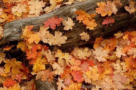 Fall Colors in Oak Creek Canyon, Arizona | Martin Beebee Photography