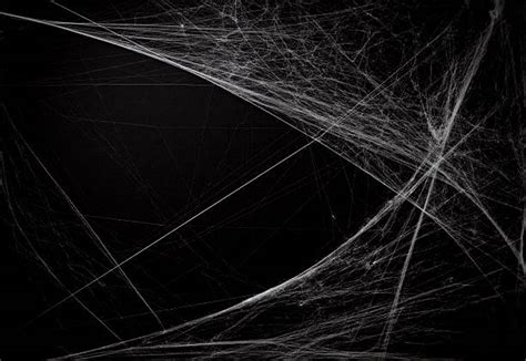 Royalty Free Spider Web Pictures, Images and Stock Photos - iStock