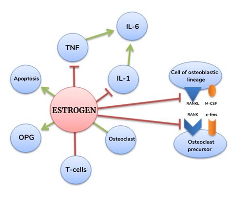 Cureus | Postmenopausal Osteoporosis: A Literature Review