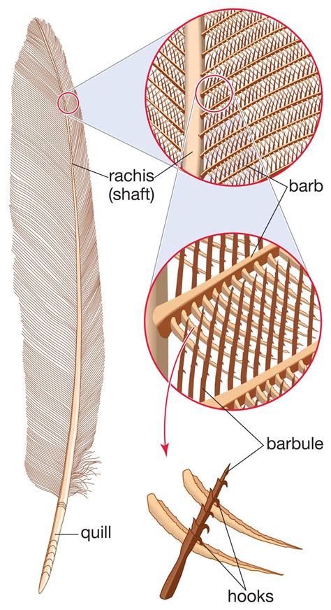 Rachis | feather part | Britannica