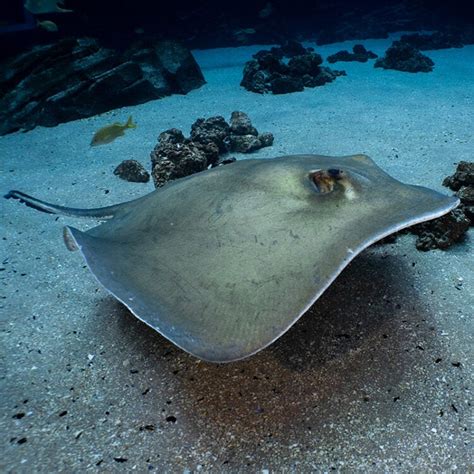 Southern Stingray - Georgia Aquarium