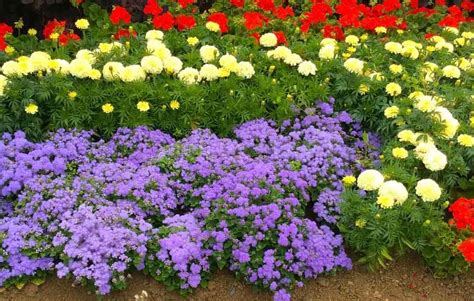 Ageratum in your flower garden