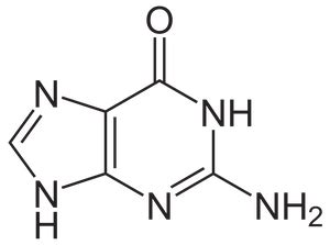 ROSALIND | Glossary | Guanine