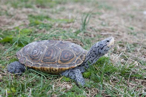 Public Domain Picture | Diamondback Terrapin | ID: 13487139843300 ...