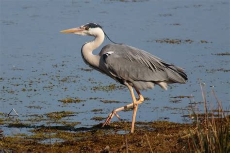 Grey Heron - BirdForum Opus | BirdForum