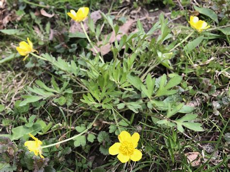 Wisconsin Wildflower | Early Buttercup | Ranunculus fascicularis