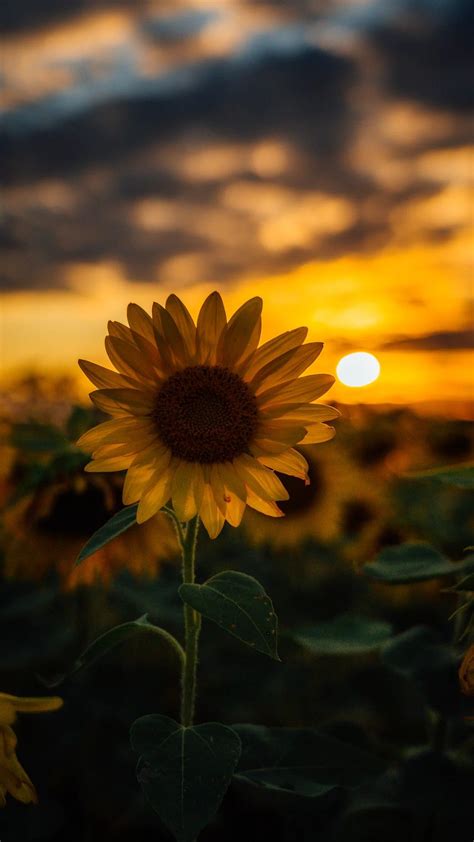 Pin de Rebel en Sunflowers | Girasoles fondos de, Fondos de pantalla girasoles, Fondos de ...