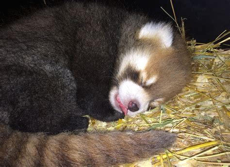 Cincinnati Zoo Scientists' Study Reveals Red Panda Reproduction Secrets | HuffPost | Red panda ...