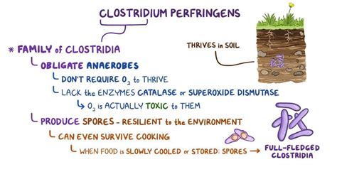 Clostridium perfringens: Video, Anatomy & Definition | Osmosis