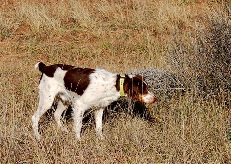 Brittany Spaniel Hunting Dogs Picture