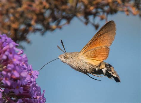 Hummingbird moths exist : r/Retconned