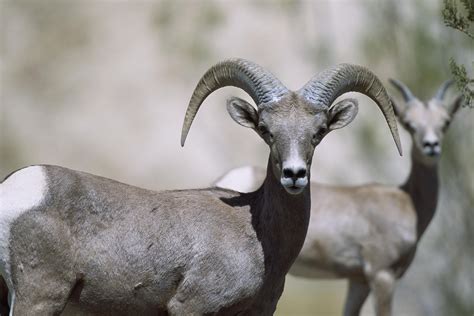 Free picture: female, bighorn, sheep