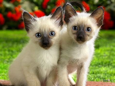 Photo de chaton Race siamois trop mimi | Kittens cutest, Cute animals, Cute kitten gif