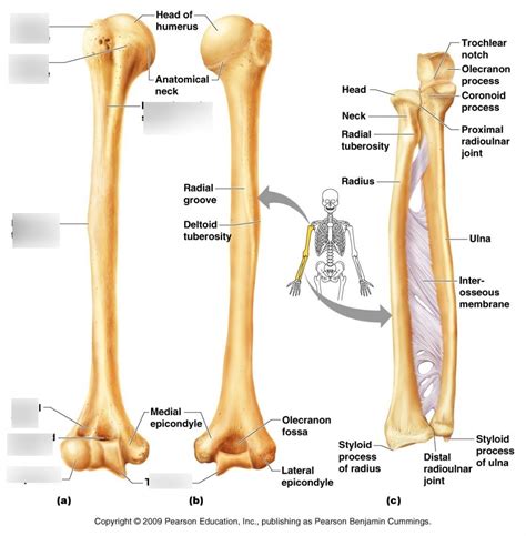 Bones of the Right arm and Forearm (humerus, anterior view) Diagram ...